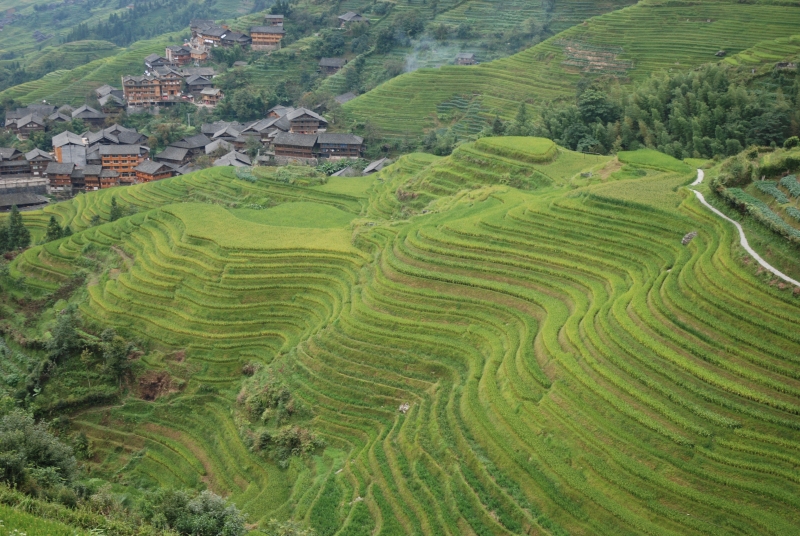 Longsheng: Reisterassen